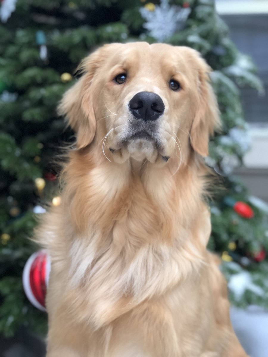 Золотистый ретривер за рулем