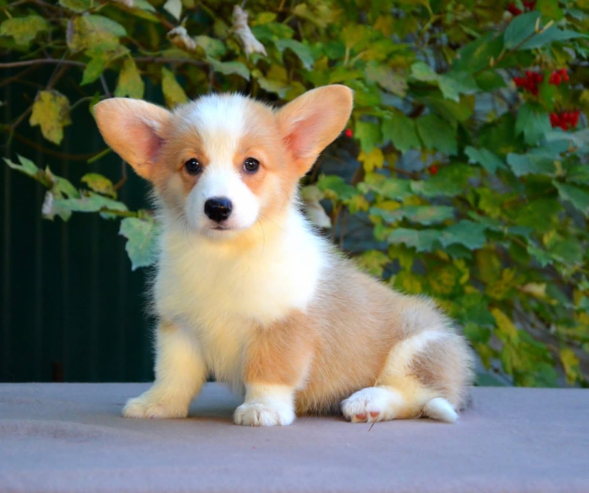 Корги кардиган флаффи