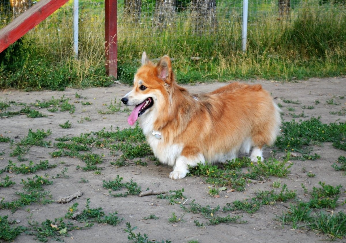 Корги вельш корги кардиган