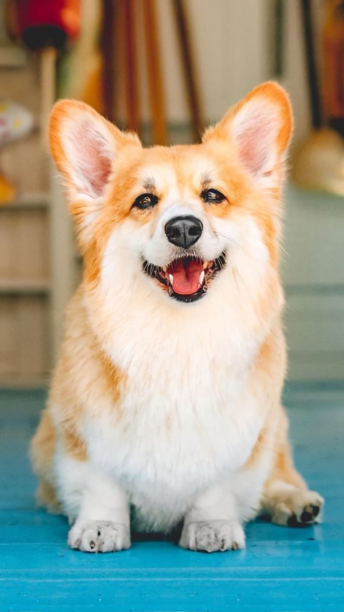 Вельш корги длинношерстный