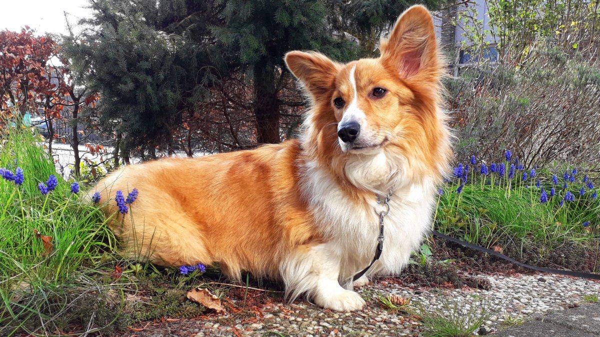 Вельш корги флаффи