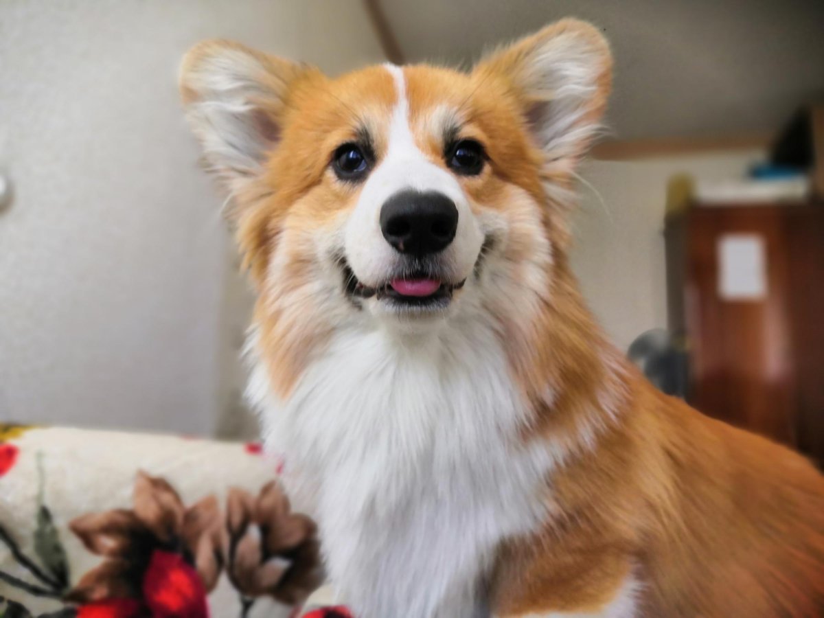 Корги в Питере