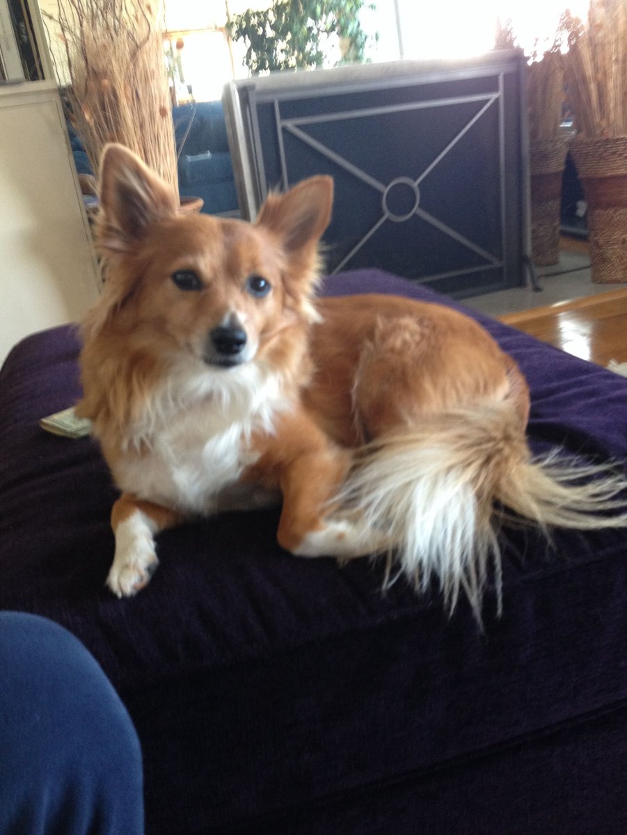 Королевский корги длинношерстный