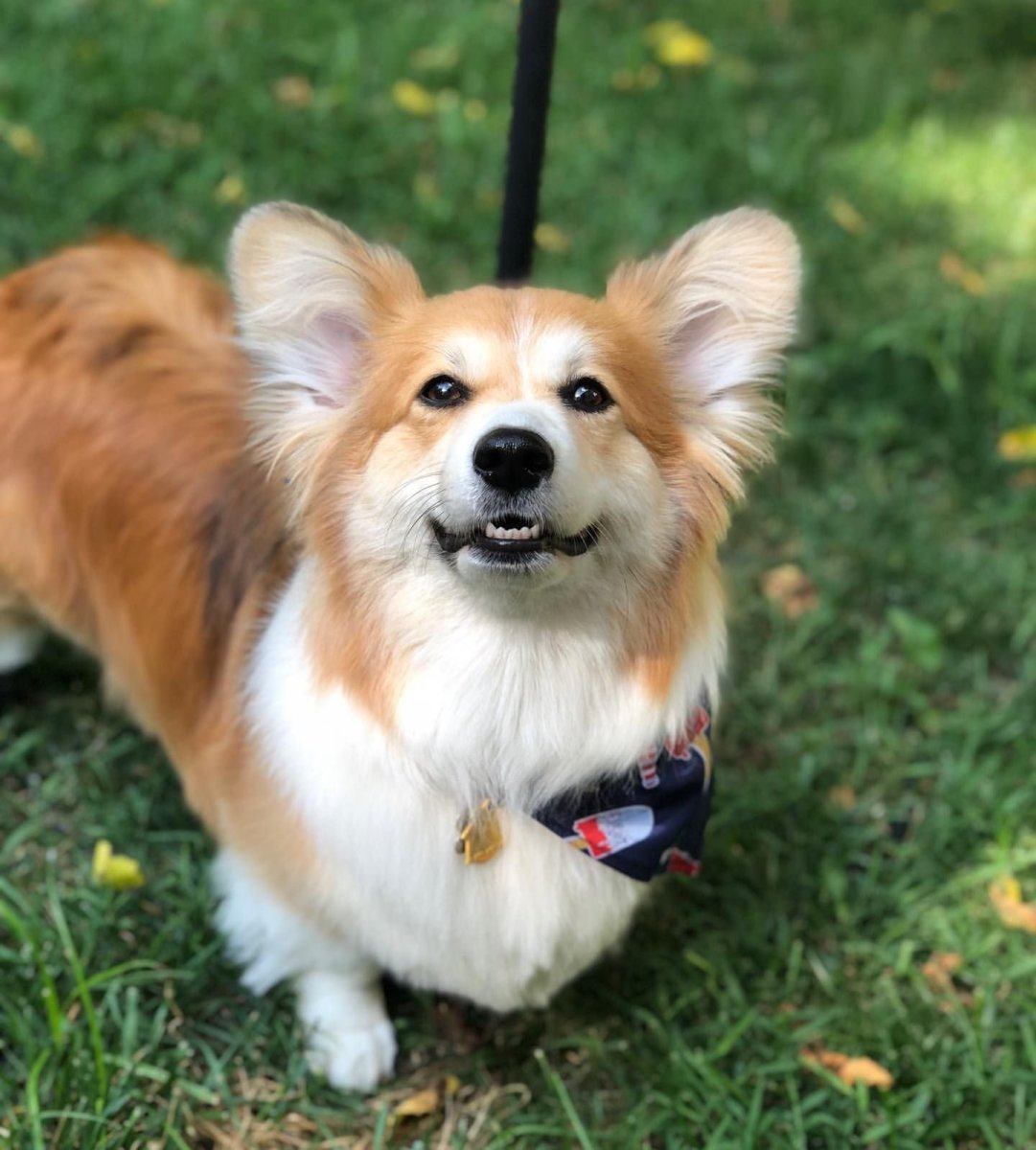 Вельш корги флаффи