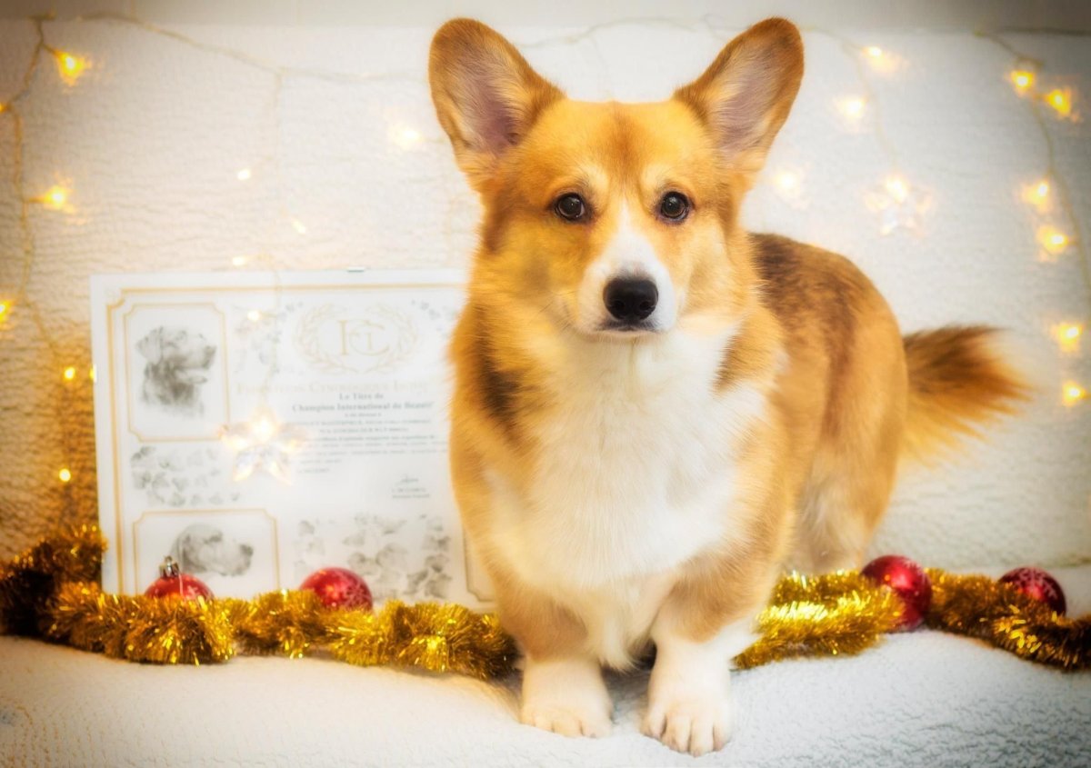 Корги пемброк окрасы