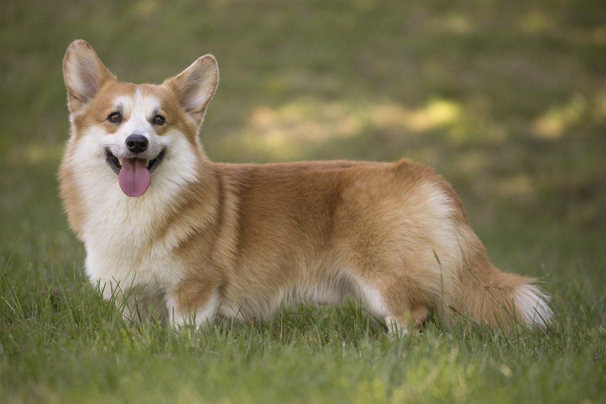 Красивые собаки маленькой породы корги
