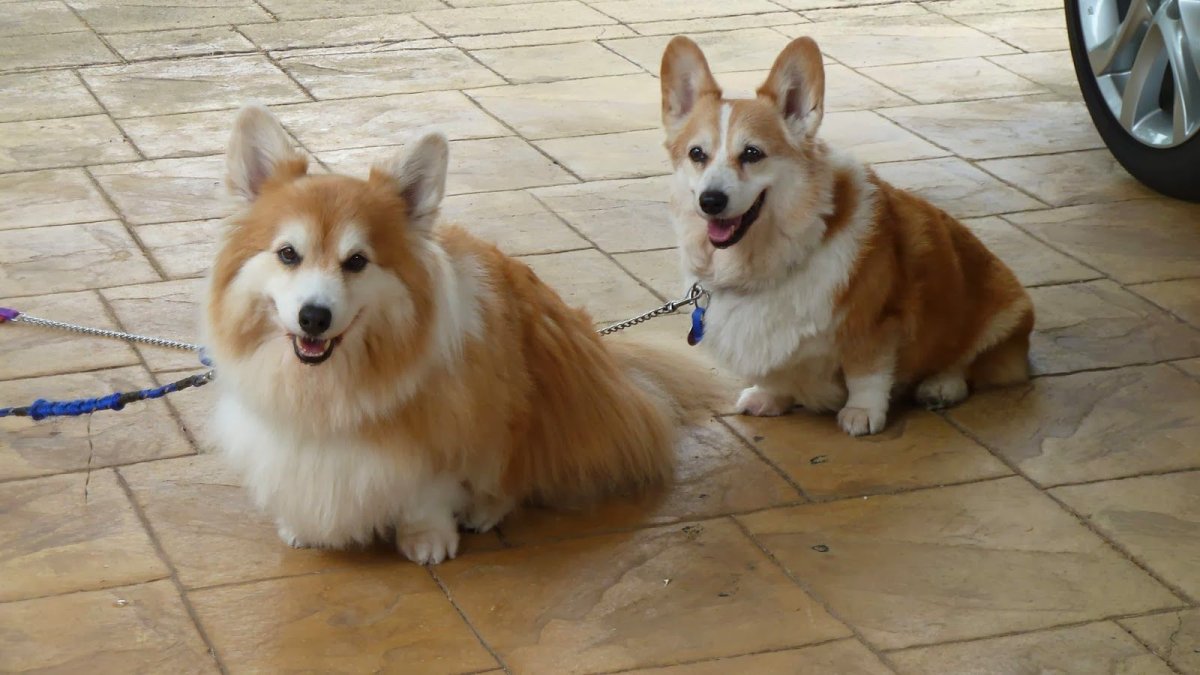 Манчкин и корги