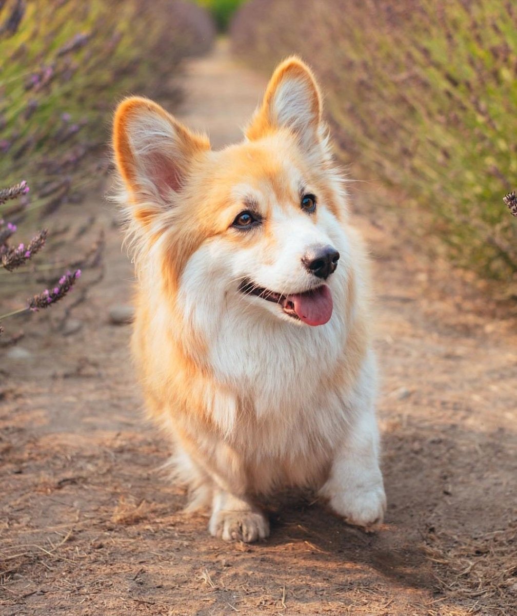 Корги пемброк флаффи