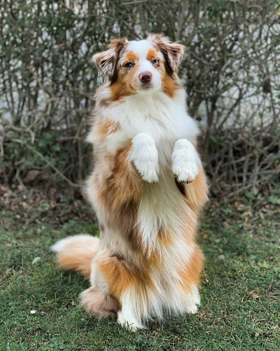 Вельш корги кардиган флаффи