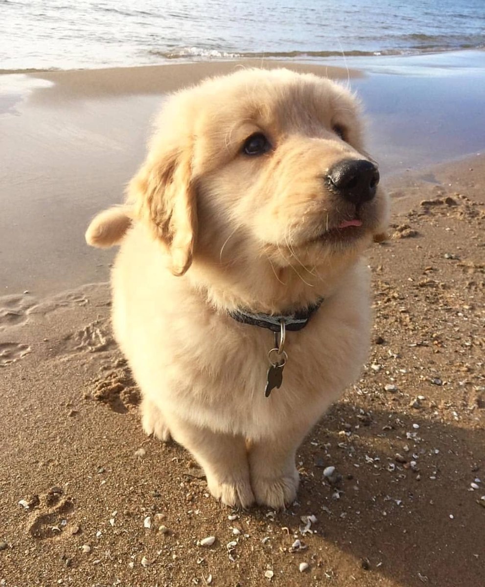 Золотистый ретривер скалится