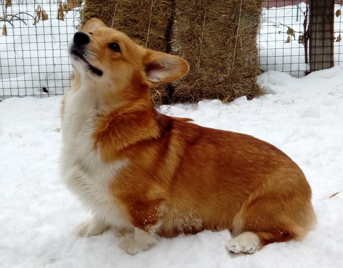 Корги пемброк флаффи