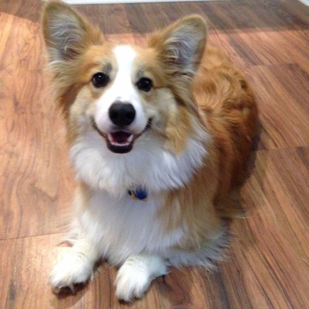 Вельш корги длинношерстный