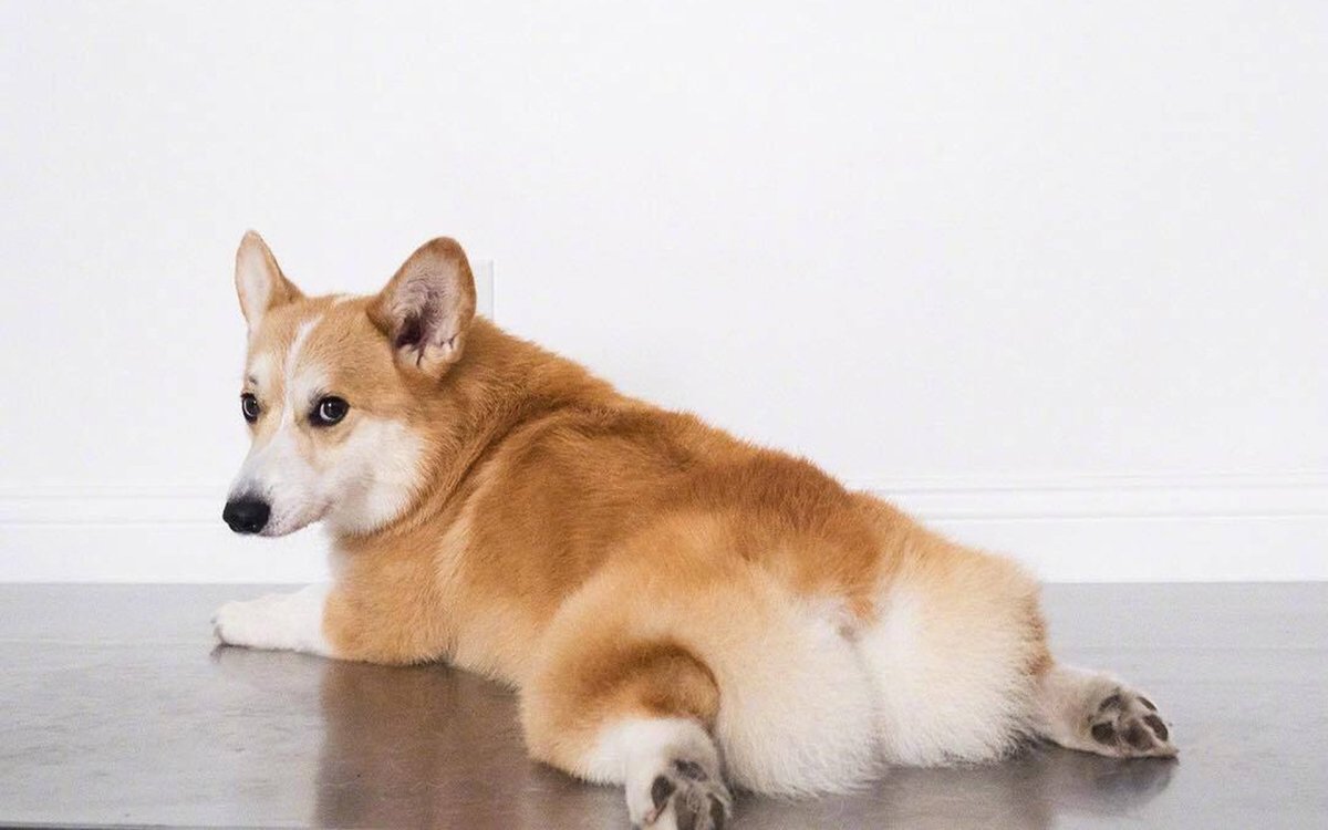 Корги и самоед
