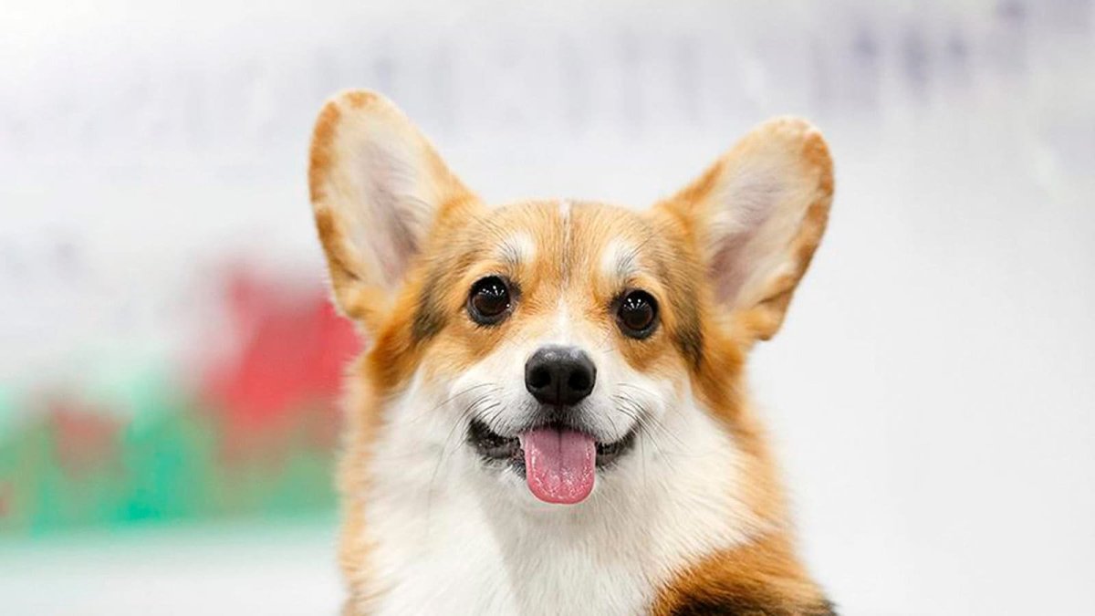 Королевский вельш корги пемброк