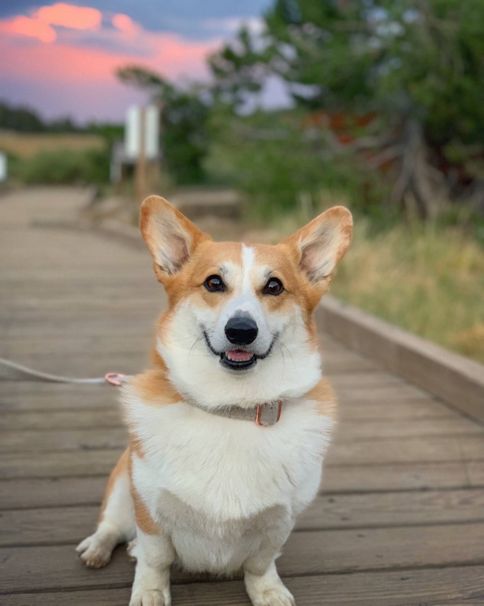 Вельш корги пемброк флаффи