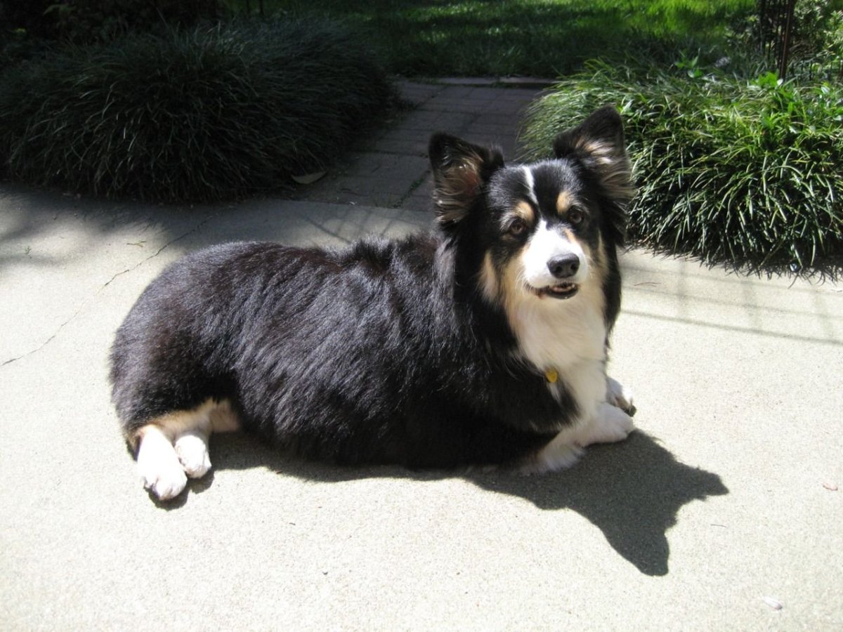 Корги вельш корги кардиган