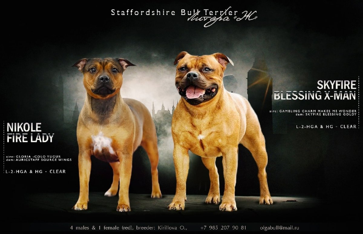 Американский стаффордширский бультерьер