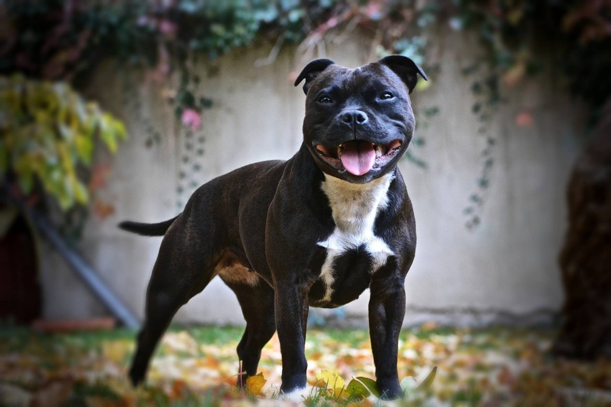 Ирландский стаффордширский терьер