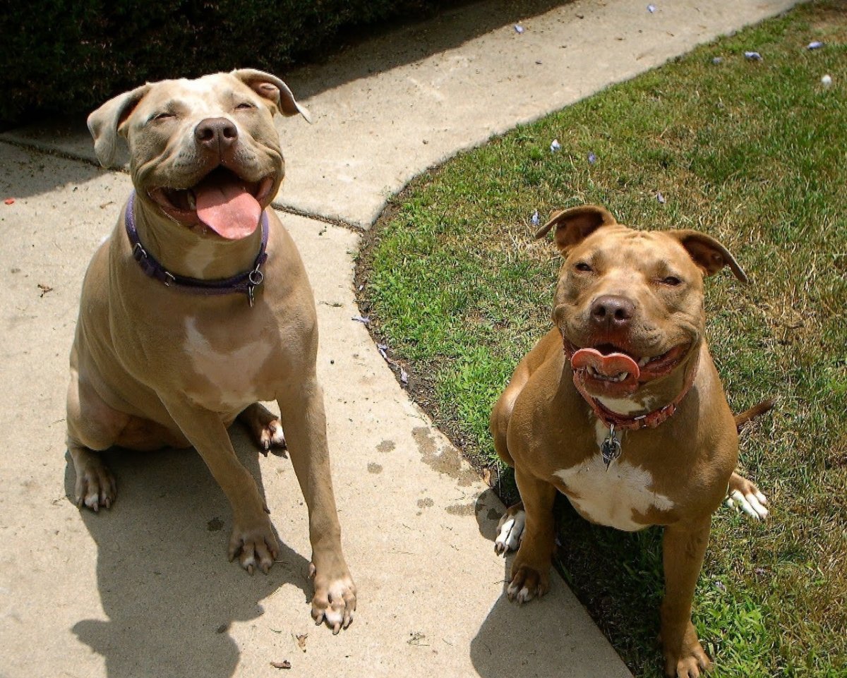 Стаффордширский терьер семья