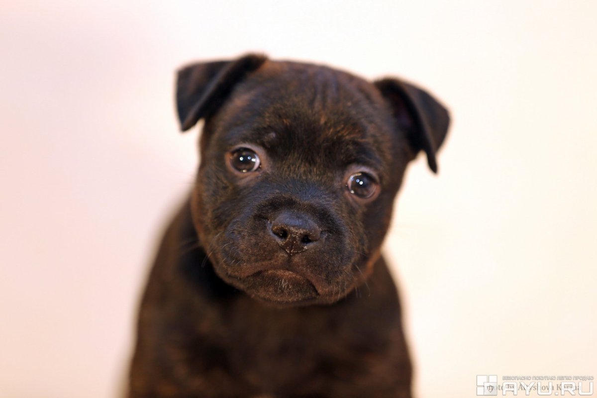 #Стаффбуль Япония