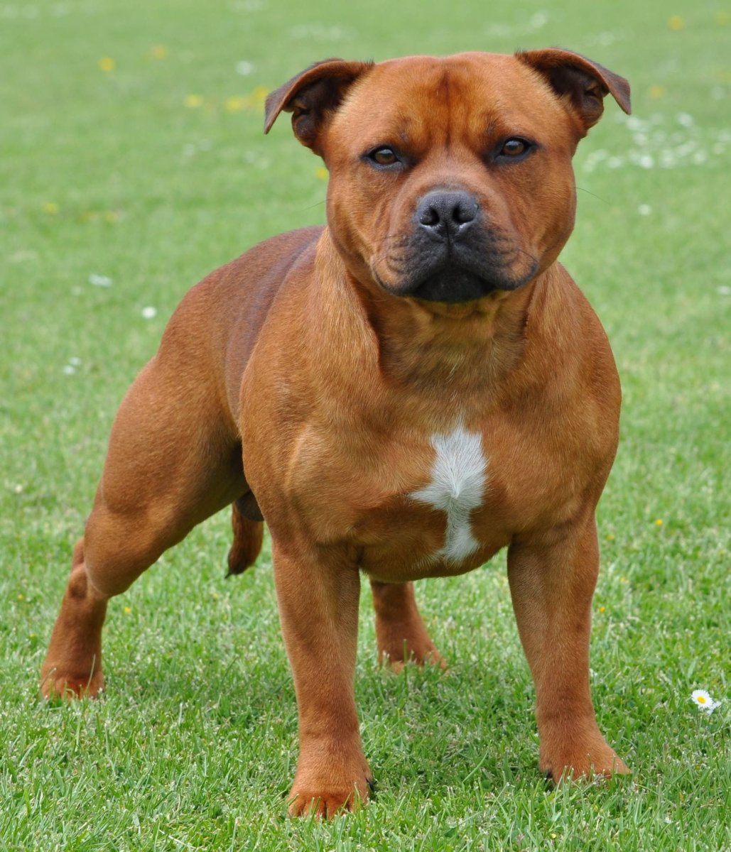 Стаффордширский бультерьер