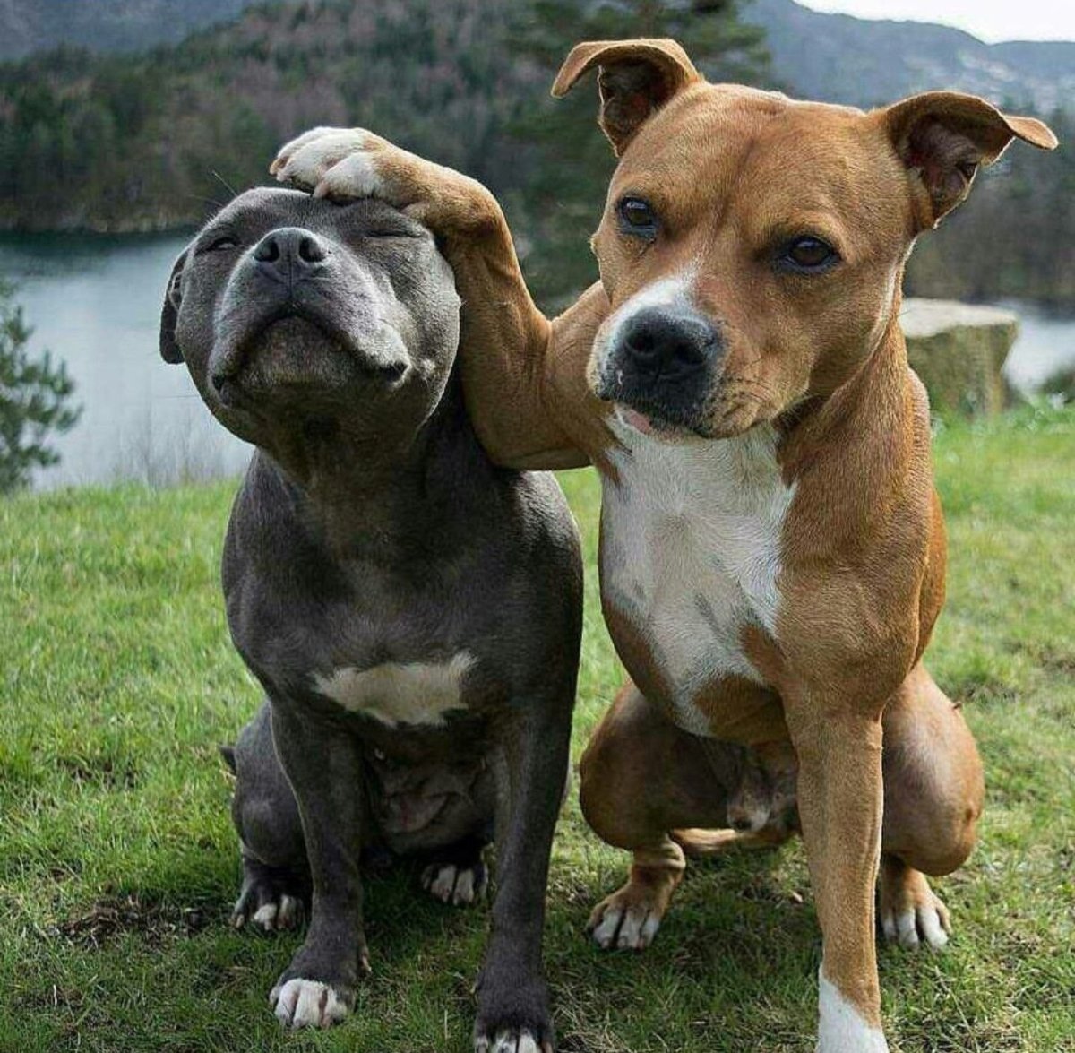 Стаффордширский бультерьер