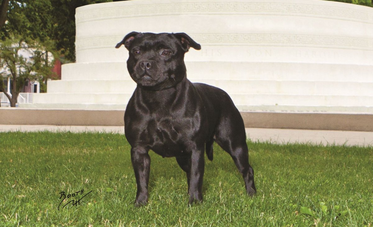 Английский стаффордширский бультерьер