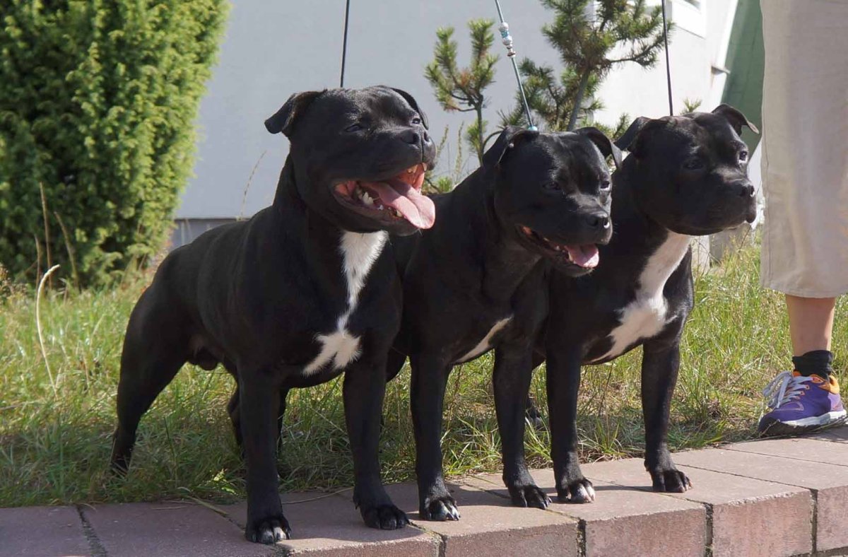 Амстафф бультерьер