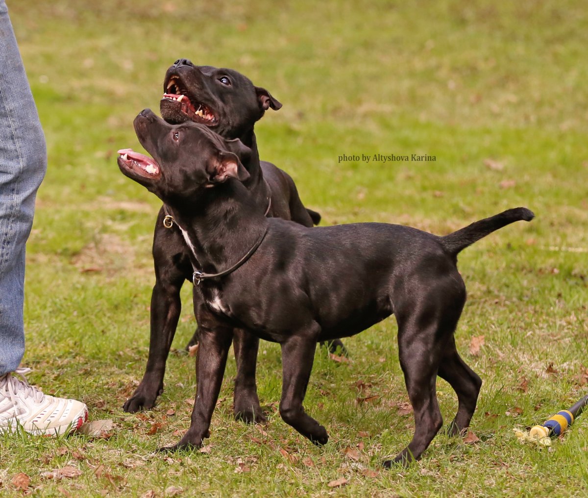 Американский стаффордширский терьер родословная