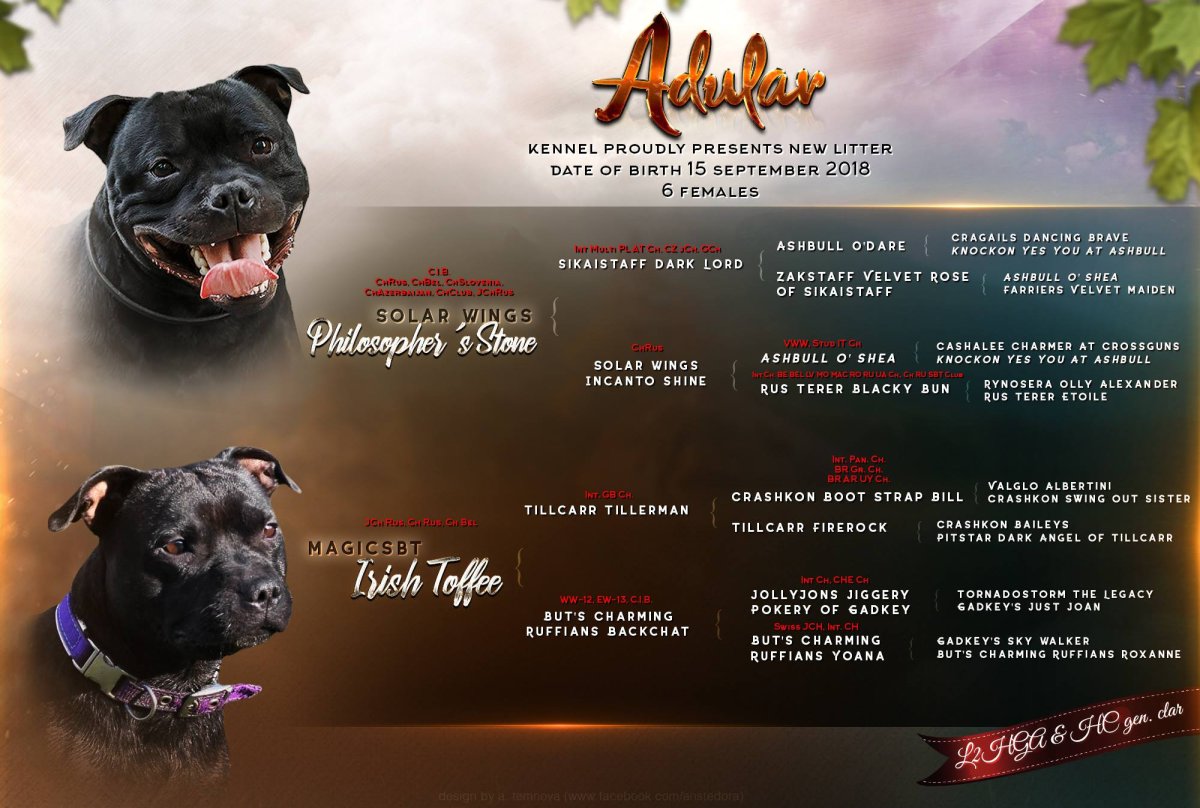 Американский стаффордширский терьер черный