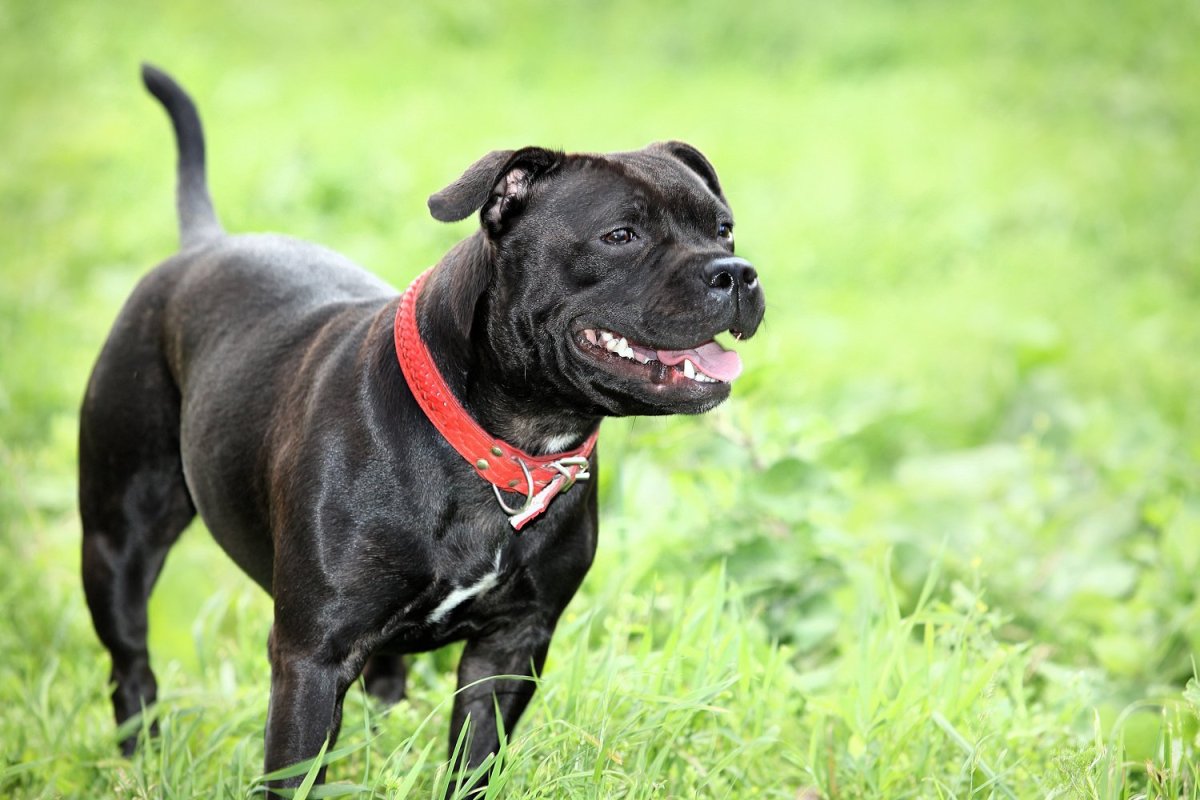 Стаффордширский бультерьер голубой