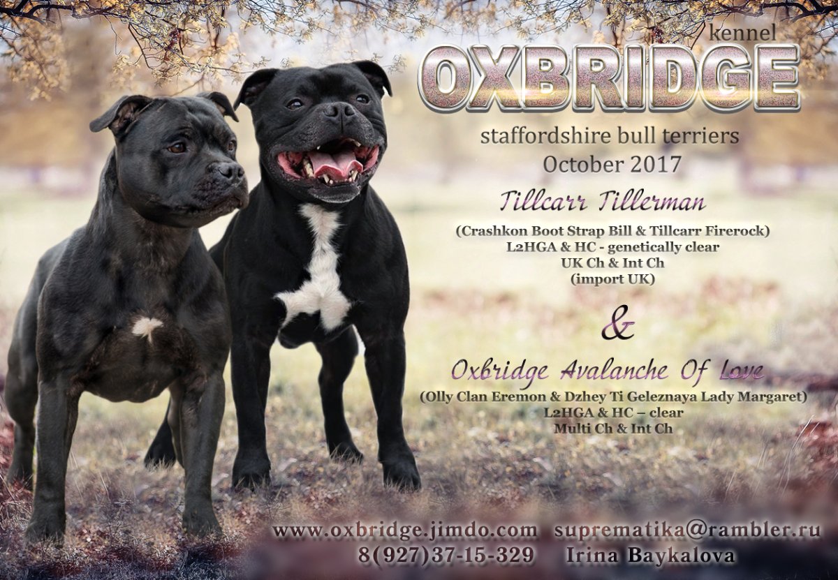 Стаффордширский терьер Мерль