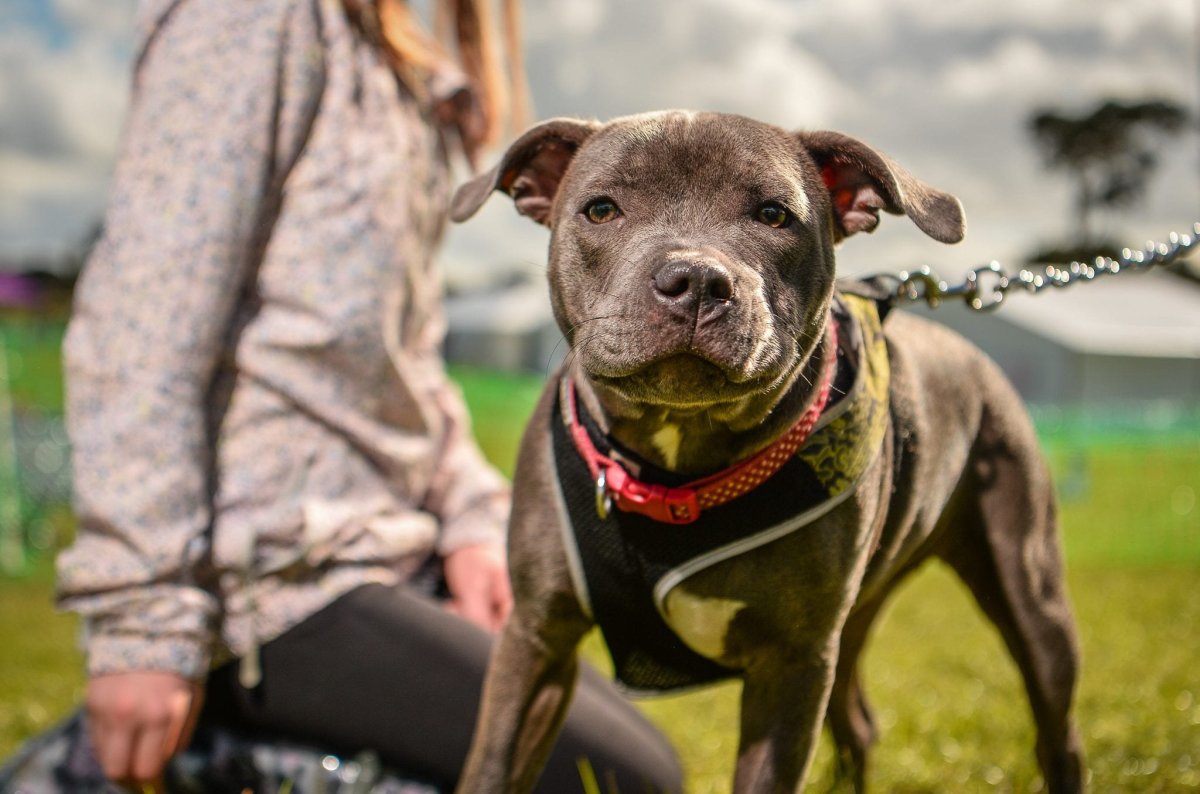 Стаффордширский бультерьер голубой