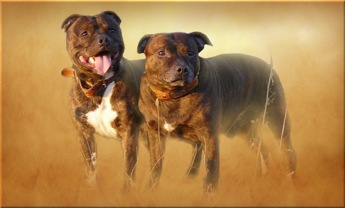 Стаффбуль большой куш