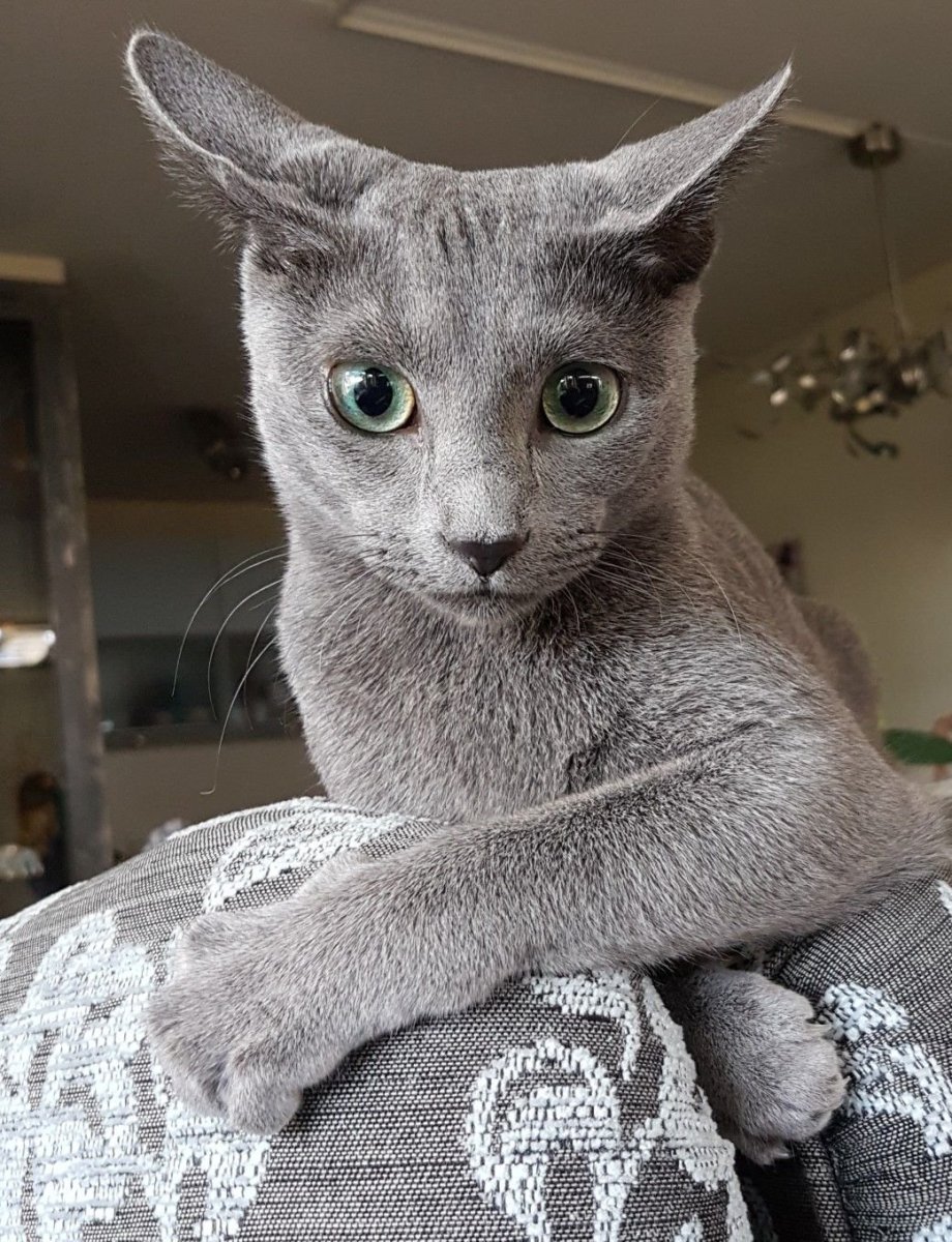 Картезианская кошка русская голубая