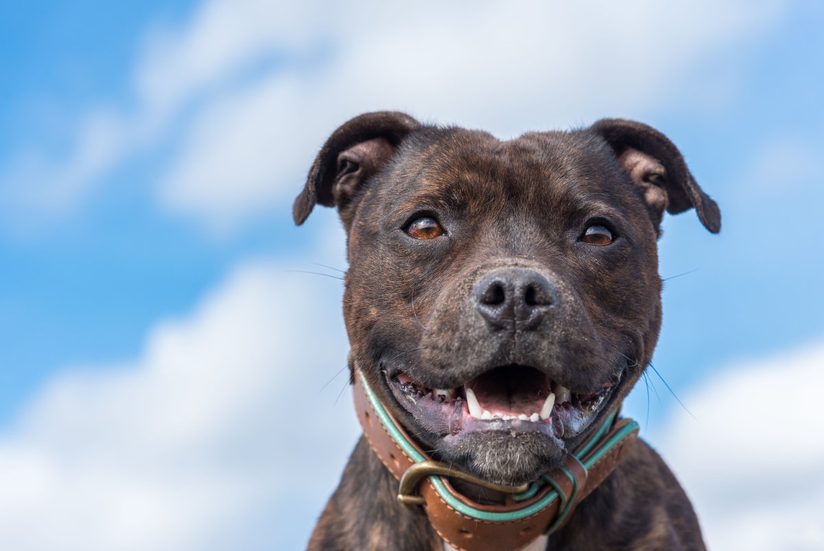 Бультерьер и стаффордширский бультерьер