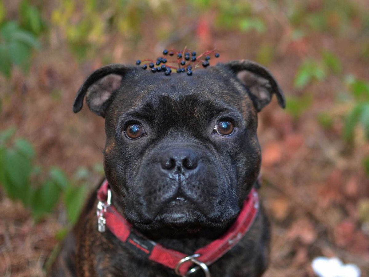 Стаффордширский бультерьер сука