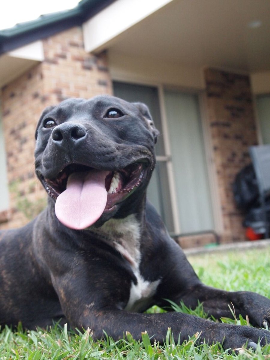 Стаффордширский бультерьер Размеры