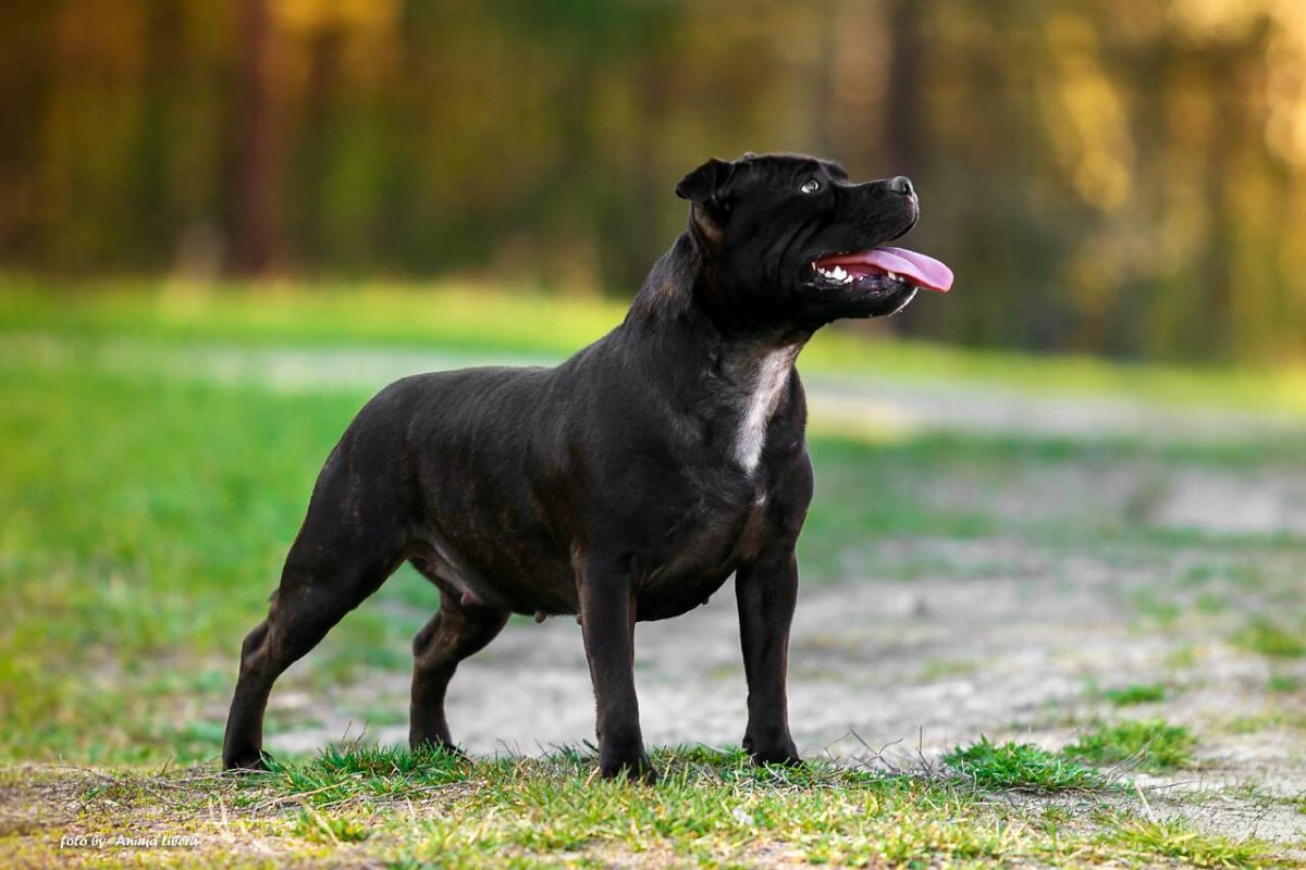 Стаффордширский бультерьер и такса