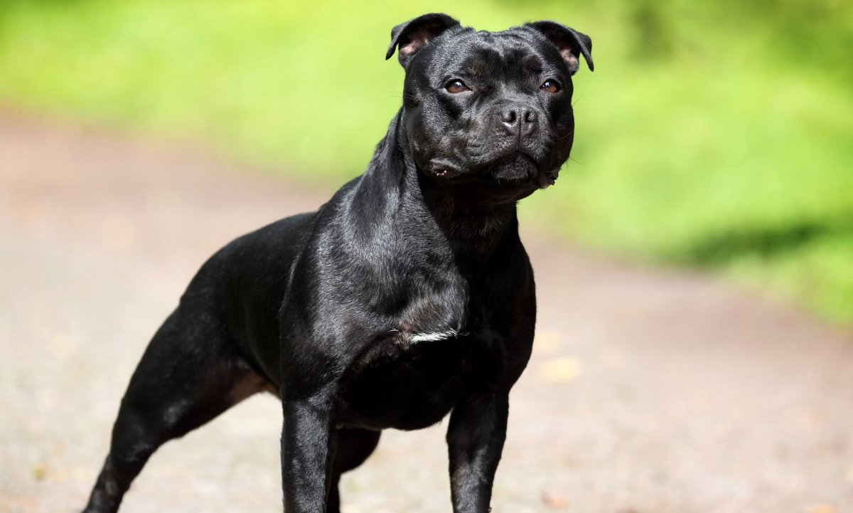 Стаффордширский бультерьер улыбка