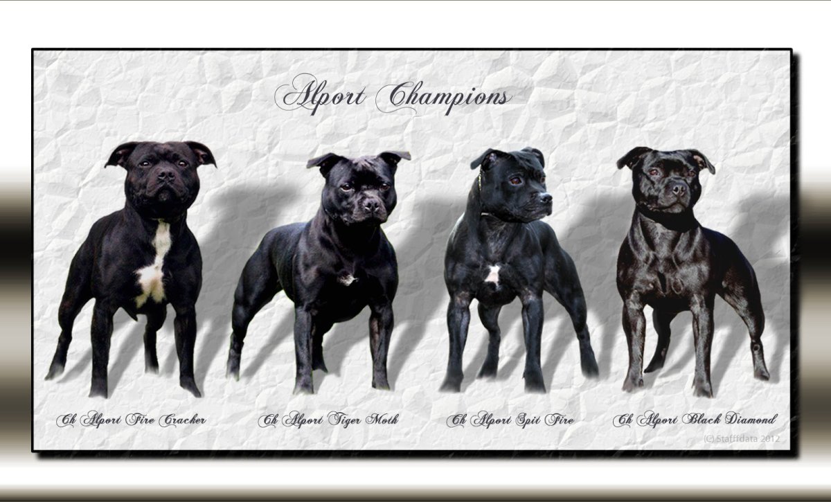 Стаффордширский питбультерьер