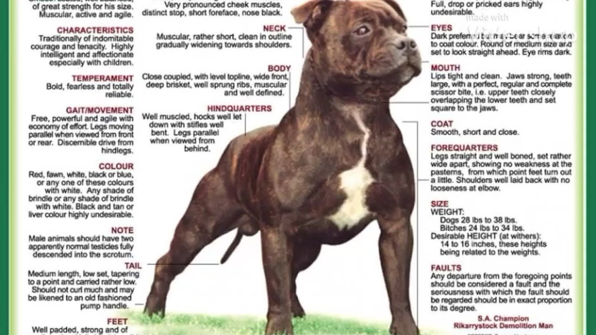 Стаффордширский бультерьер голубой