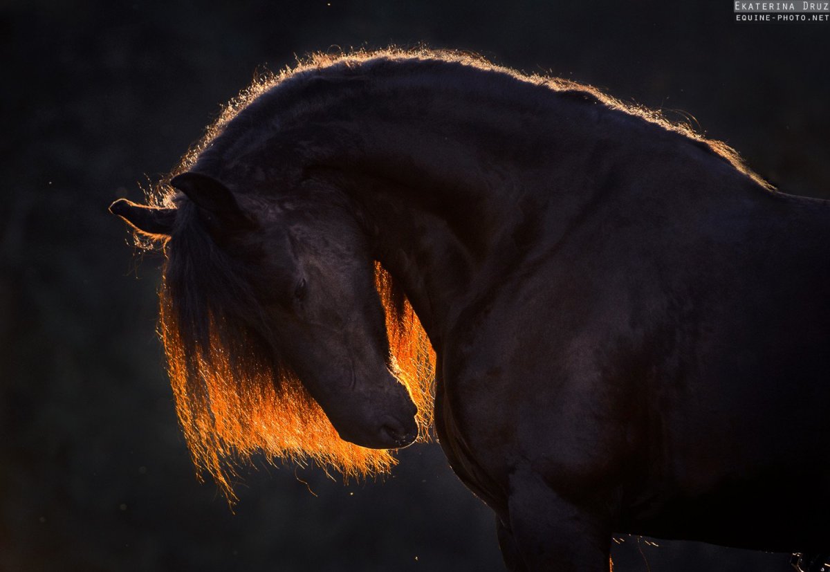 Лошадь в темноте