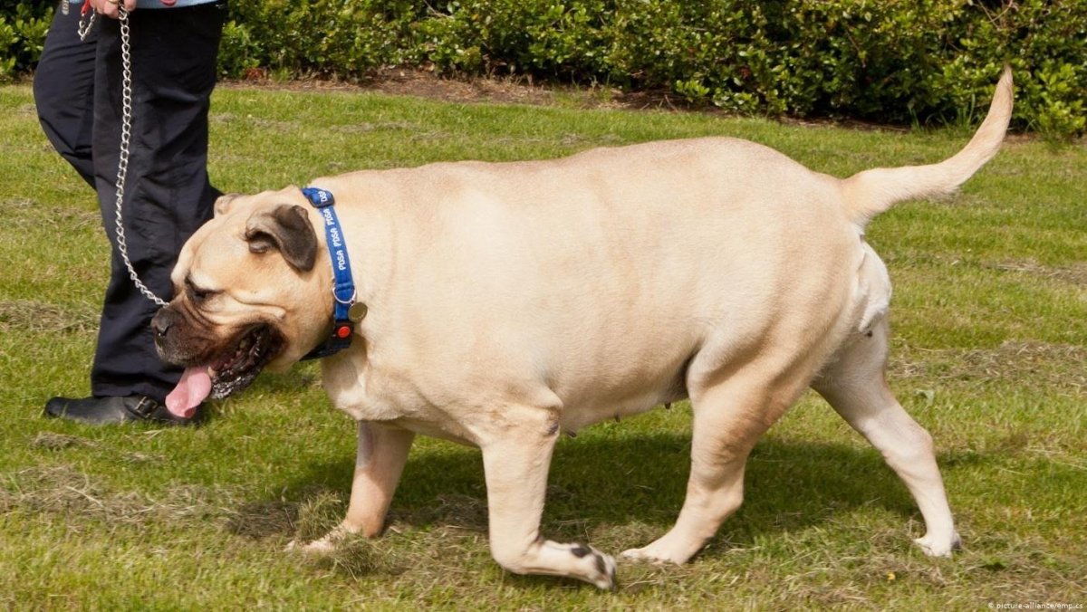 Лабрадор Элфи