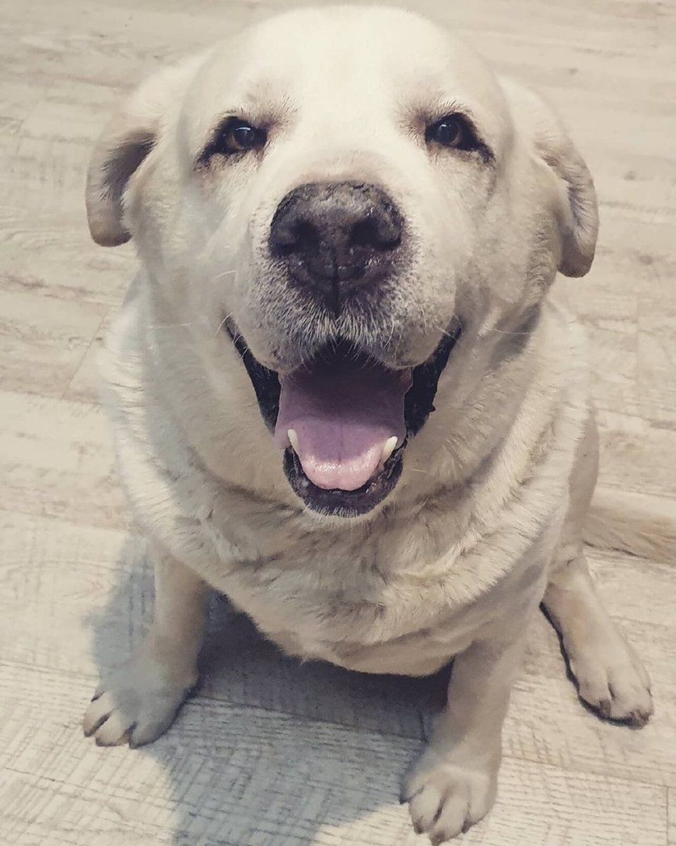 Золотистый ретривер толстый