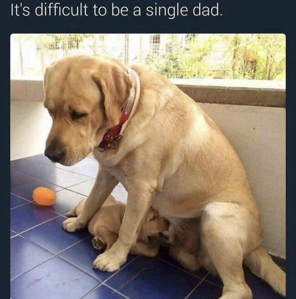 Лабрадор ретривер ожирение