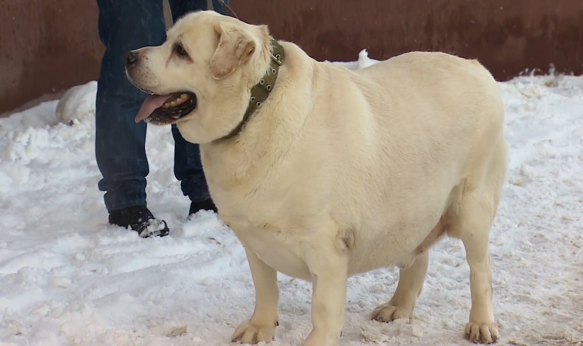 Лабрадор ретривер толстый