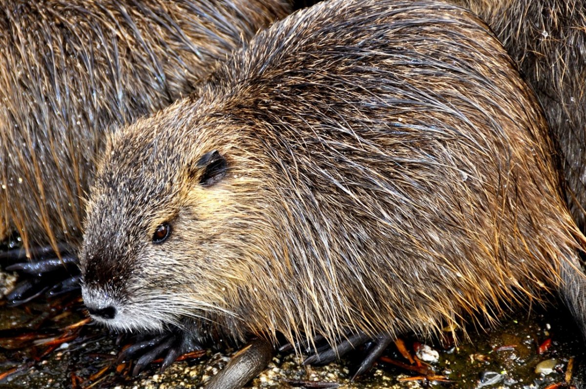 Нутрия Боря