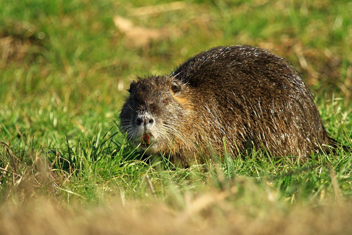 Ондатра ондатра ондатра