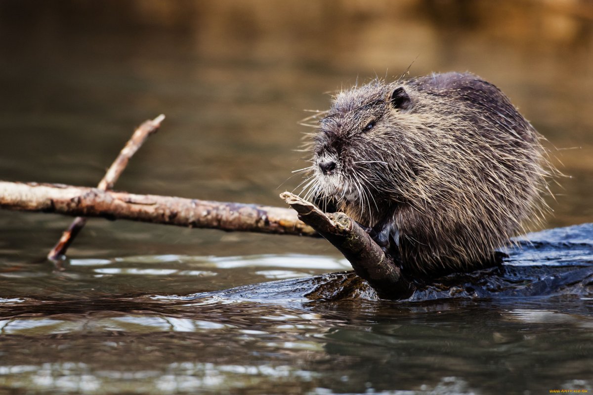 Выдра ондатра нутрия